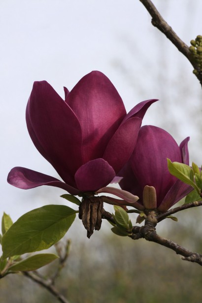 Magnolia hibrida Antje Zandee 